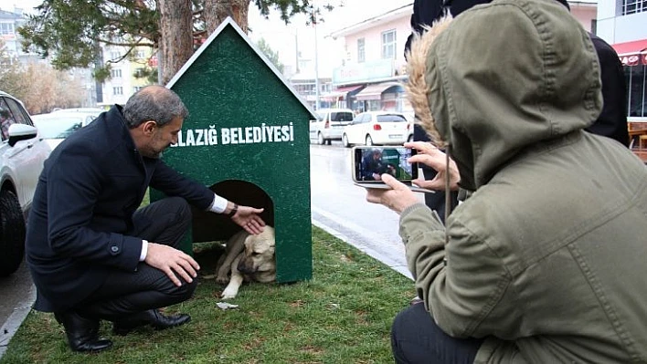 Köpek Dostu ilçe kış nedeniyle kulübelerle donatıldı