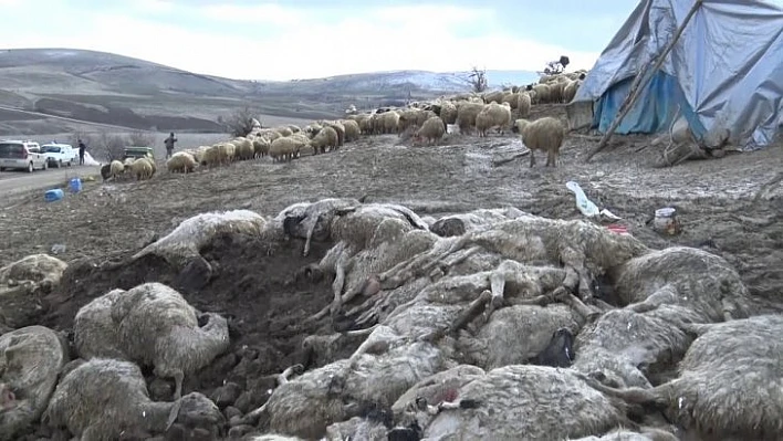 Çiçek hastalığı 600'den fazla koyunu telef etti