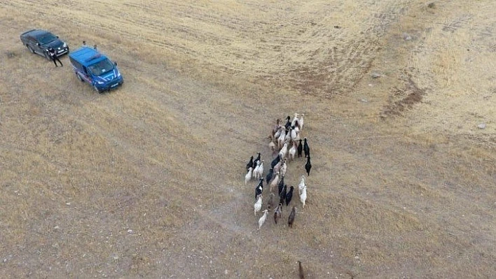 Firar eden hayvanlar drone ile bulundu