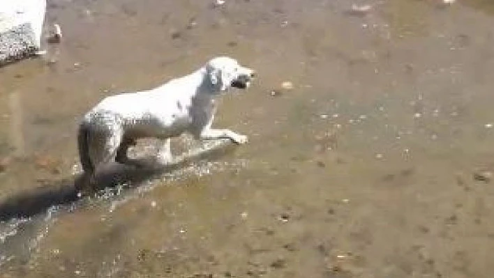 Köpek kurtarma operasyonu gülümsetti