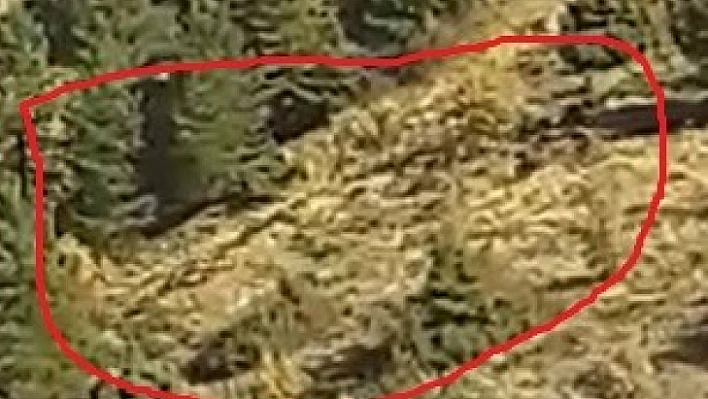 Elazığ'da onlarca yaban domuzu cep telefonuyla görüntülendi