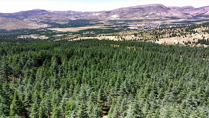Elazığ'da ormanlara giriş yasaklandı