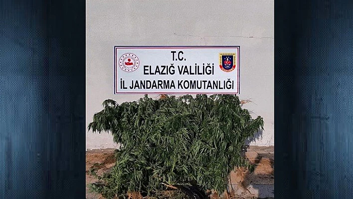 Elazığ'da uyuşturucu operasyonu