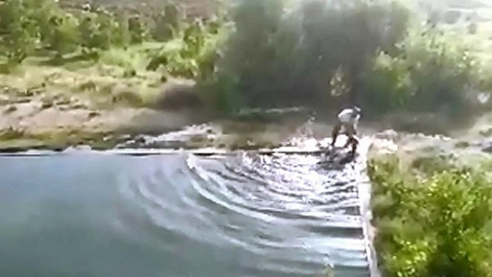 Havuza düşen ineği vatandaş kurtardı