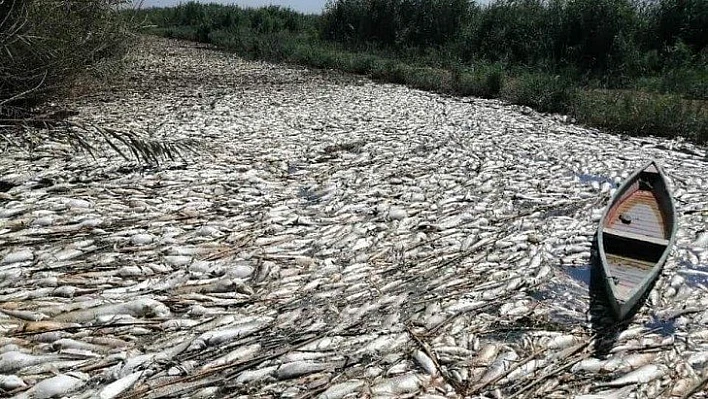 Irak'ta onlarca ton balık telef oldu