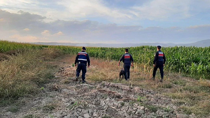 Jandarma'dan kenevir denetimi