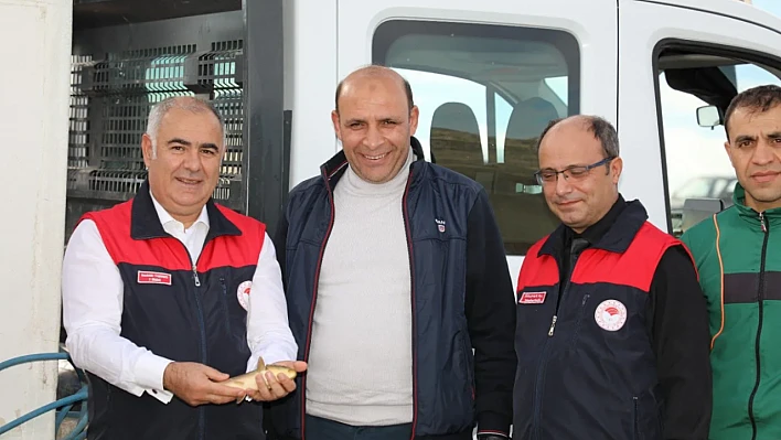 Kalecik Baraj Gölüne sazan bırakıldı