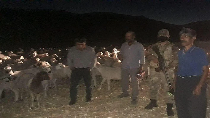 Kaybolan 300 Koyun Drone  İle Bulundu