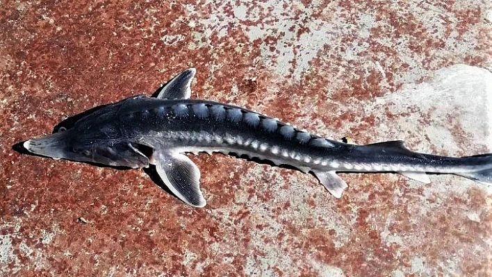 Keban Baraj Gölü'nden çıkan balık şaşkınlığa neden oldu