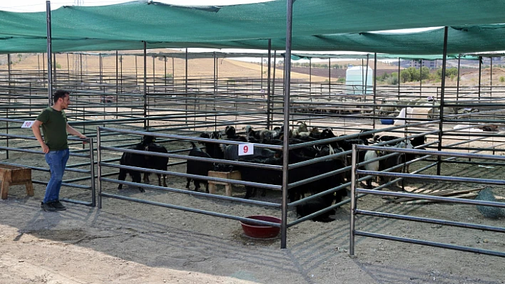 Kurban Satış ve Kesim Alanı Hazır