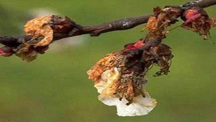 Monilya (Çiçek) Hastalığına Karşı Mücadele Zamanı