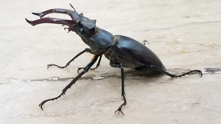 Nadir görülen 'Geyik Böceği' Elazığ'da görüntülendi