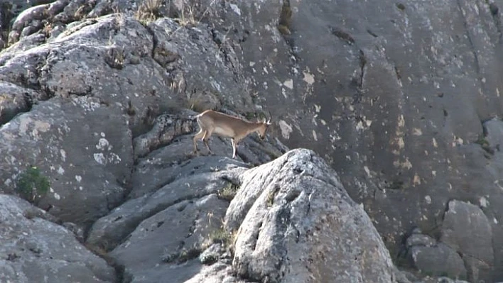 Nesli tükenmekte olan dağ keçileri Elazığ'da görüntülendi