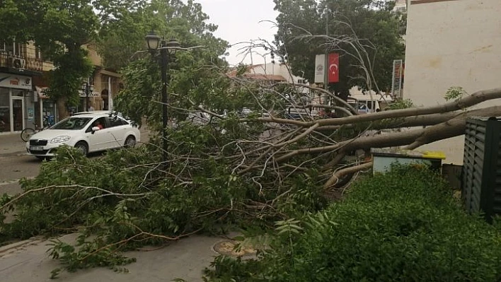 Nevşehir'de rüzgar ağaçları devirdi