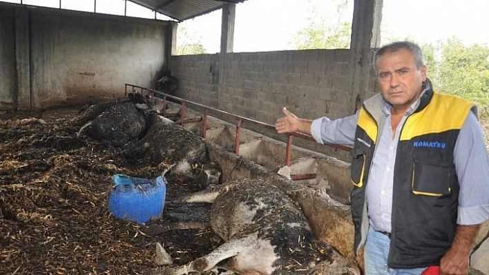 Osmaniye'de ahır yandı, 7 büyükbaş hayvan telef oldu