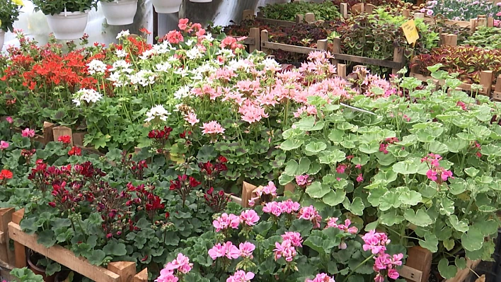 Soğuk havalara rağmen fidanlar dikiliyor