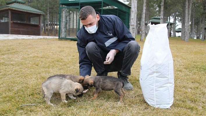 Sokak hayvanlarına şefkat eli