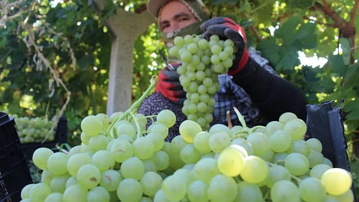 Tescilli üzümde hasat zamanı
