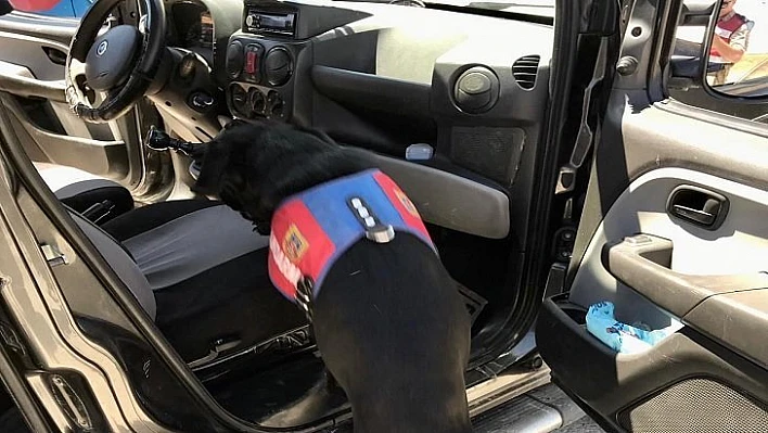 Uyuşturucu Arama Köpeği Salgın'dan Kaçamadılar