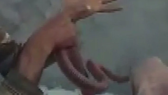 Yakaladığı yılana elini ısırttı