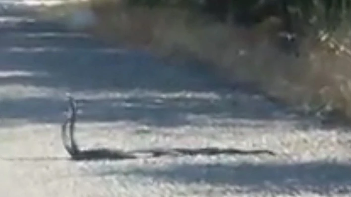 Yılanlar karayolunda dans ederken görüntülendi