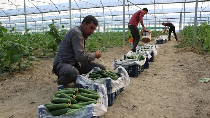 Yüzde 50 hibe ile kurduğu serada günlük 3 ton salatalık hasat ediyor