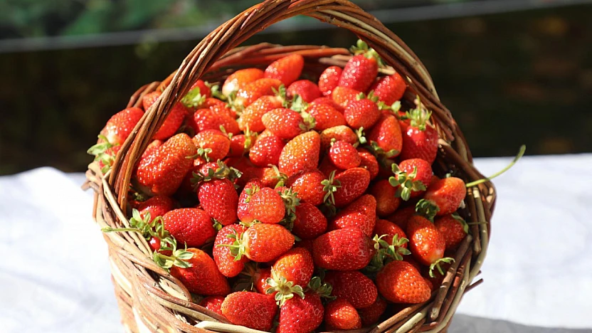 5 bin çilek fidesi toprakla buluştu