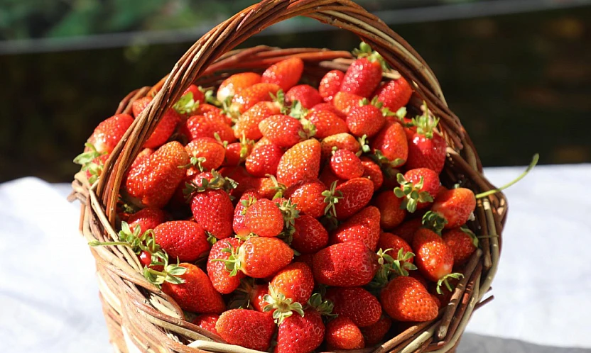 5 bin çilek fidesi toprakla buluştu