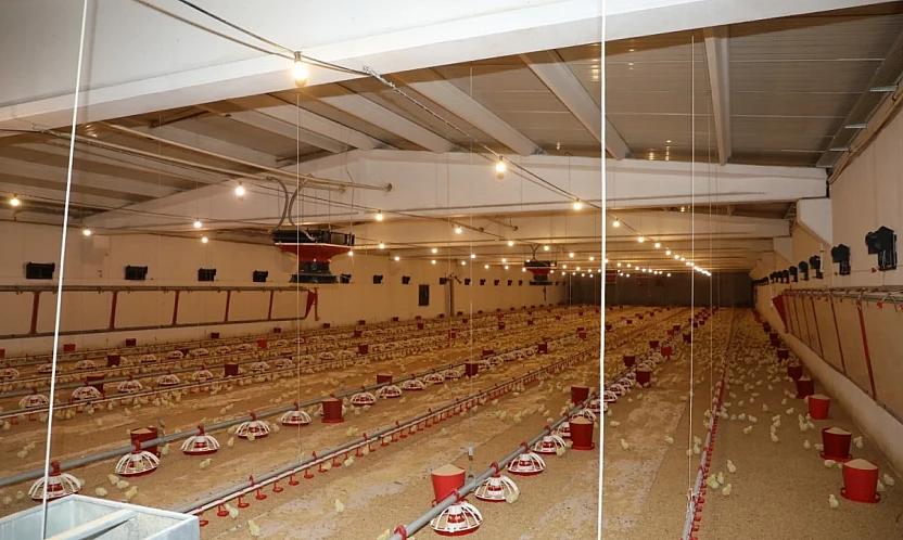 Elazığ'da kanatlı üretimi iki katına çıktı