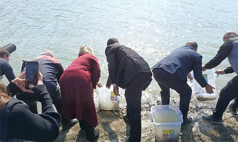 Keban'da Üretilen 300 bin sazan yavrusu Nahçıvan'da suya bırakıldı